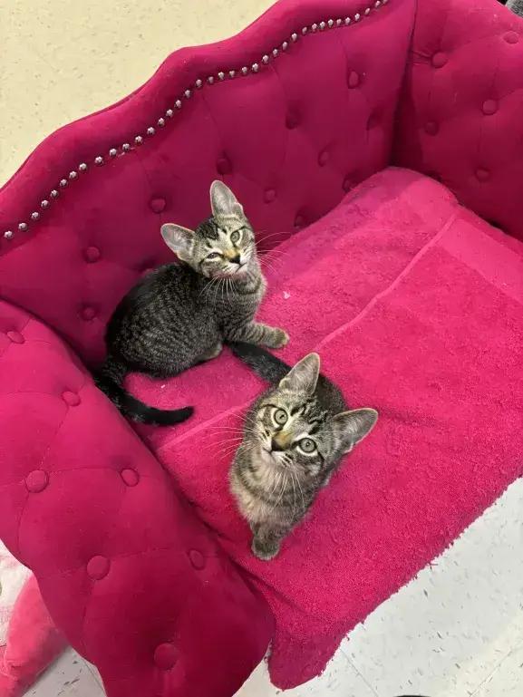 Enlarge Ryoka, a Adoptable Domestic Short Hair in Grand Rapids, MI image 5/5