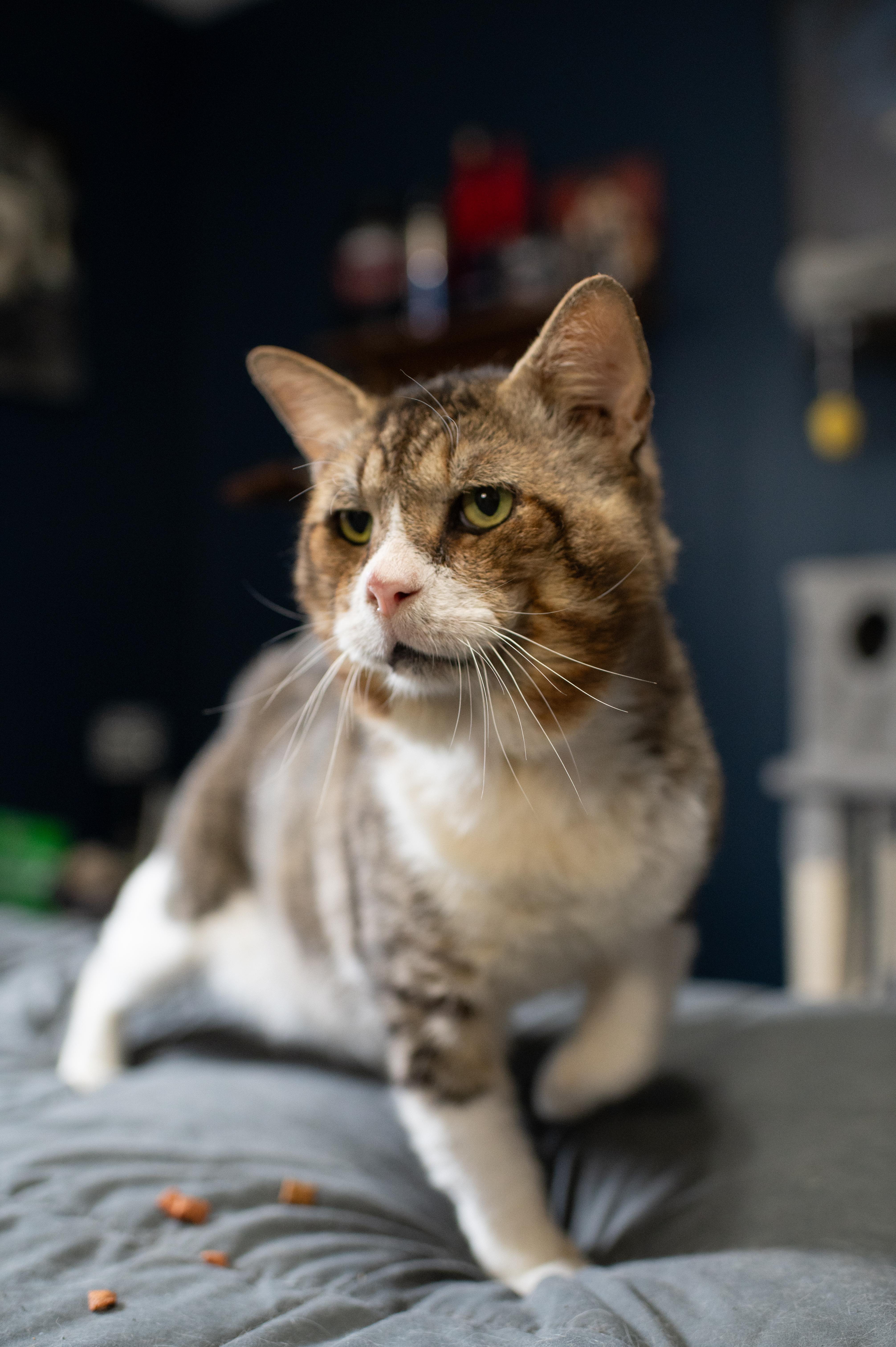 Enlarge Biggie, a Adoptable Tabby in Orlando, FL image 4/6