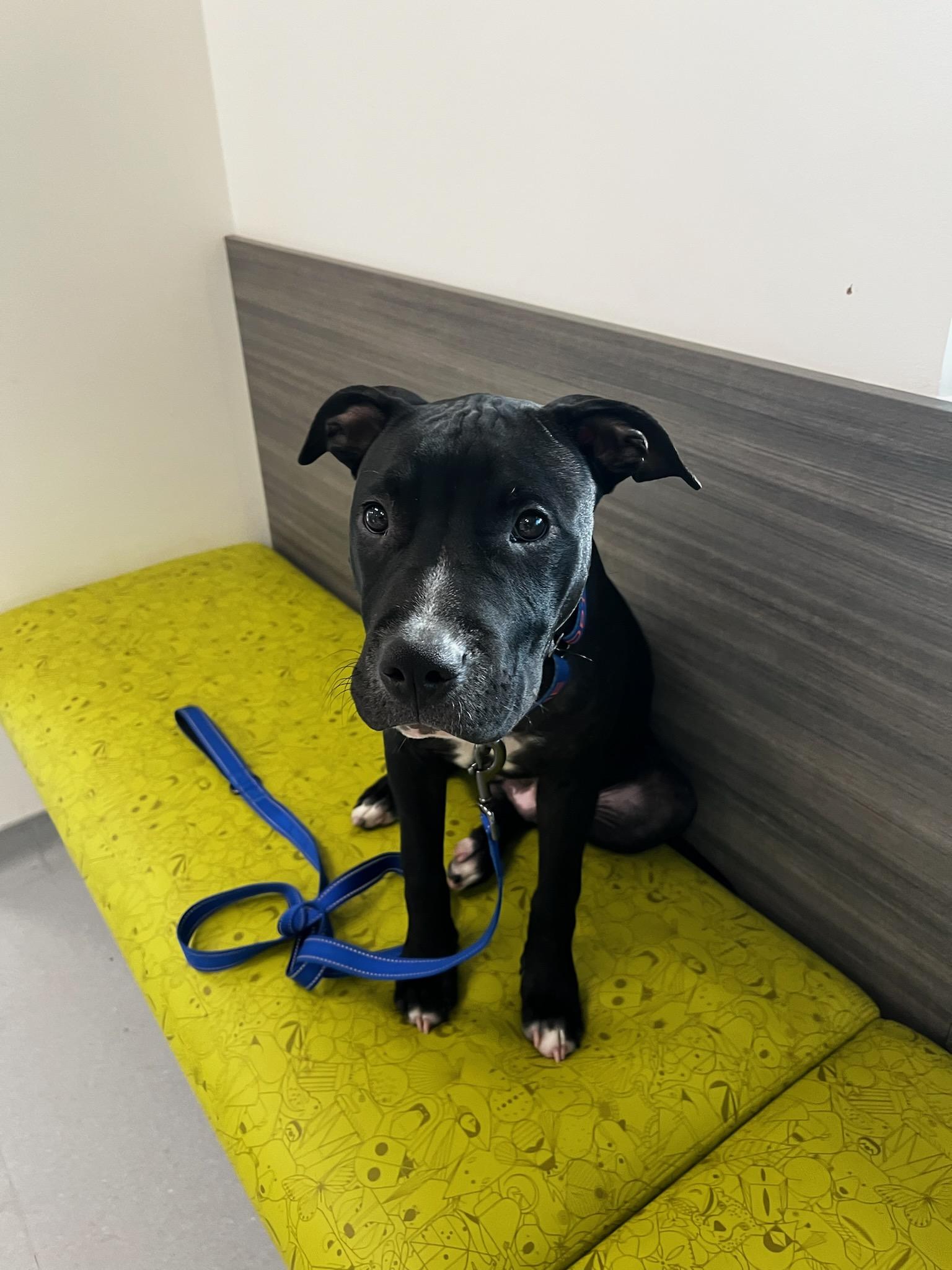 Pinto, Adopted, Adult Male Pit Bull Terrier.