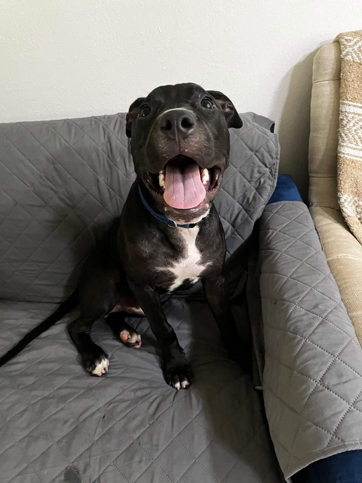 Enlarge Pinto, a Adopted mixed breed in Mesa, AZ image 3/6