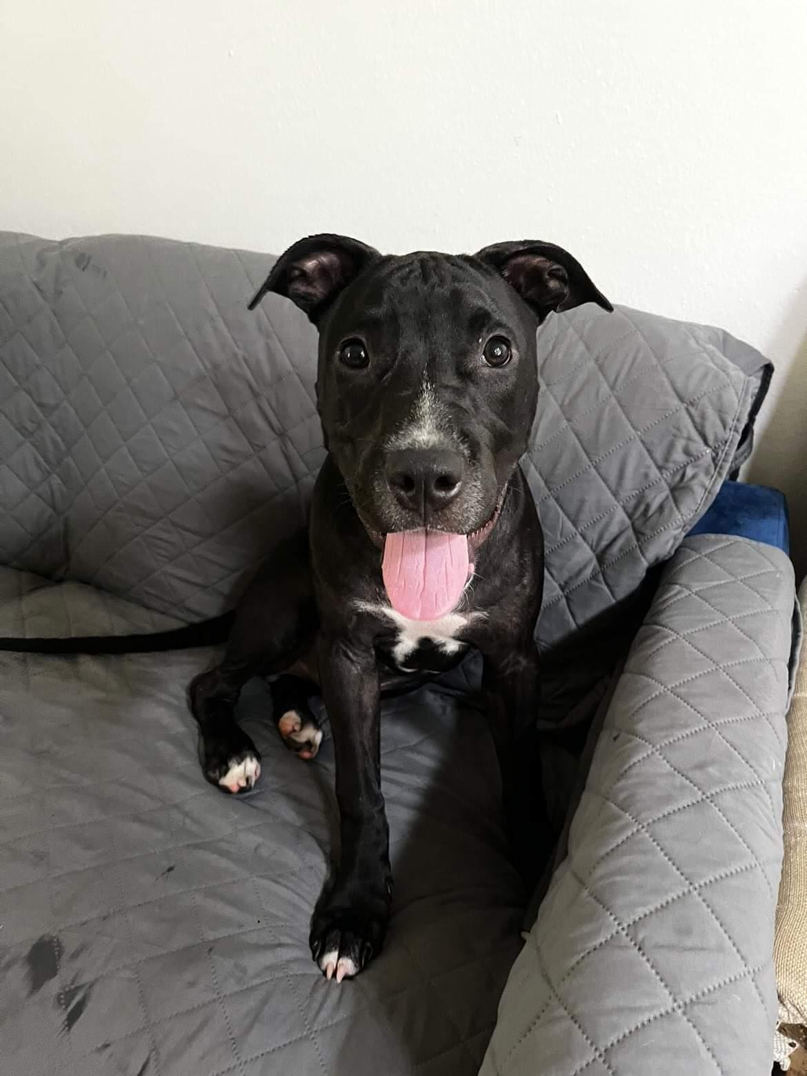 Enlarge Pinto, a Adopted mixed breed in Mesa, AZ image 5/6