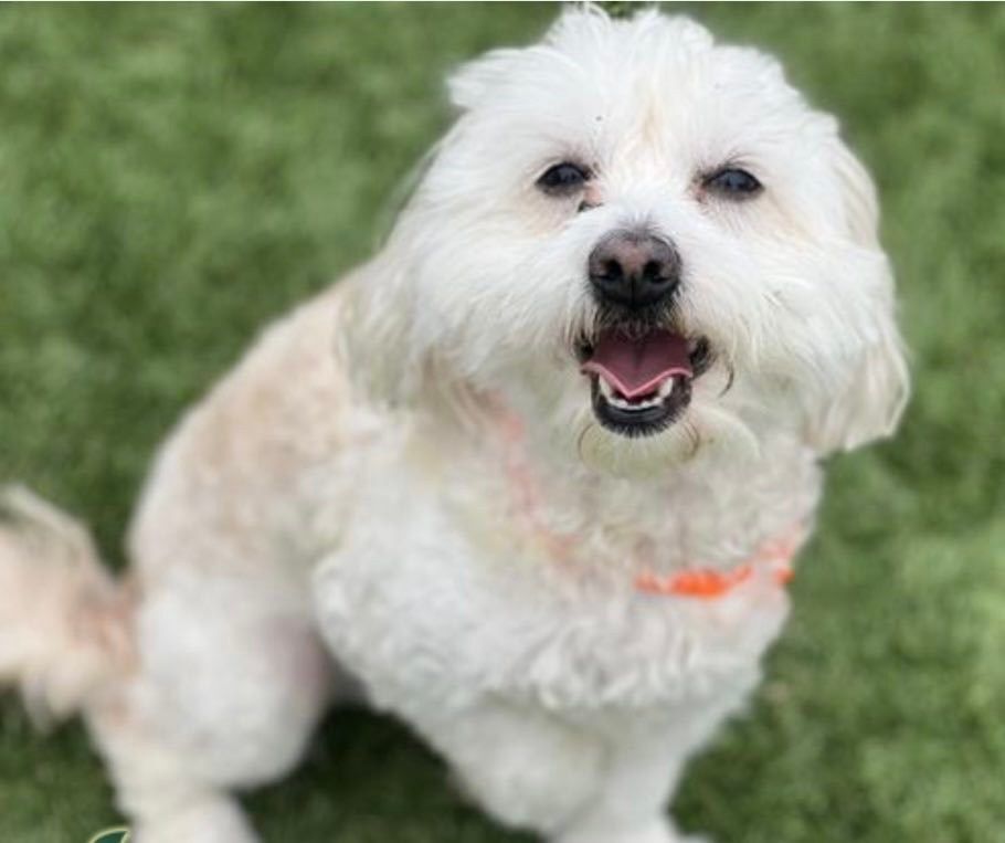 Enlarge Cookie, a Adoptable Maltipoo in Anchorage, AK image 1/1
