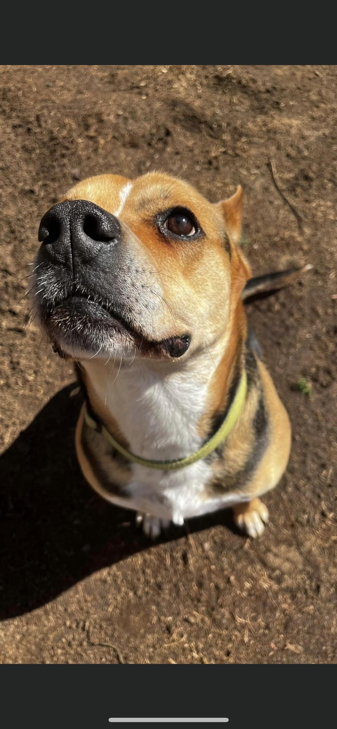 Enlarge Oscar, a ADOPTABLE mixed breed in Hamden, CT image 3/6