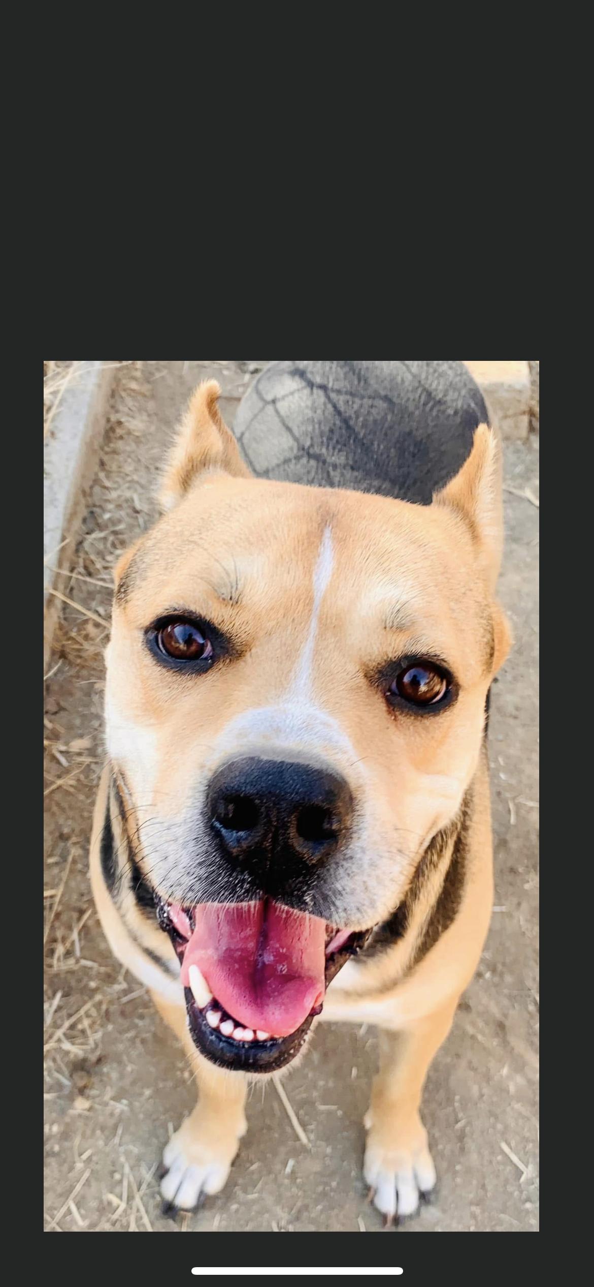 Enlarge Oscar, a ADOPTABLE mixed breed in Hamden, CT image 6/6
