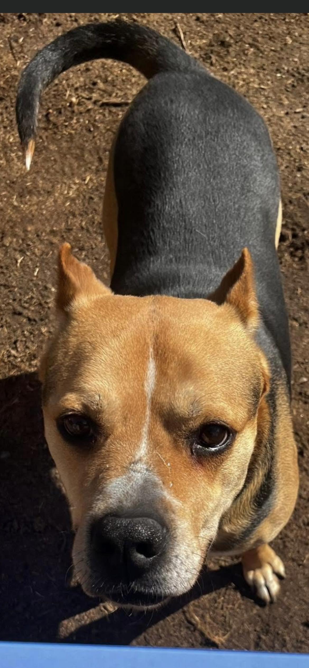 Enlarge Oscar, a ADOPTABLE mixed breed in Hamden, CT image 2/6
