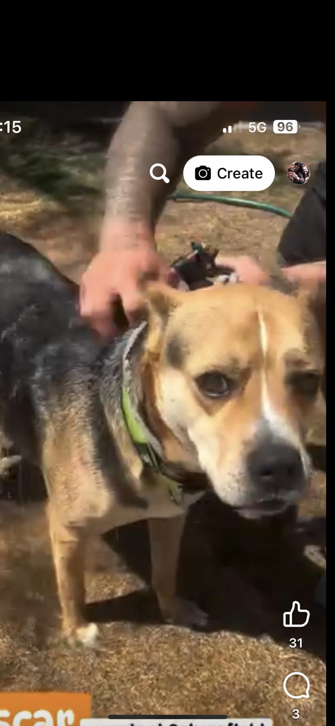 Enlarge Oscar, a ADOPTABLE mixed breed in Hamden, CT image 5/6
