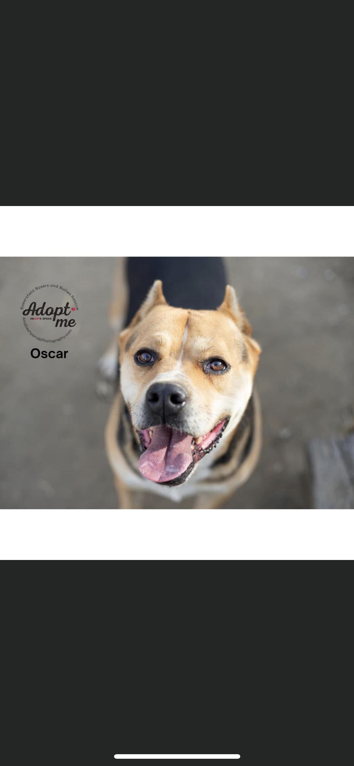 Oscar, ADOPTABLE, Adult Male Terrier & Rottweiler.
