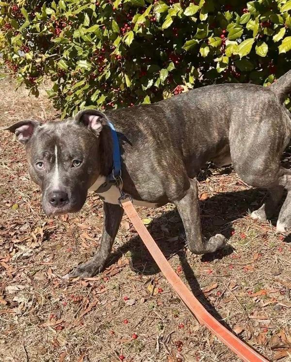 Eiko, Adoptable, Young Male Pit Bull Terrier.