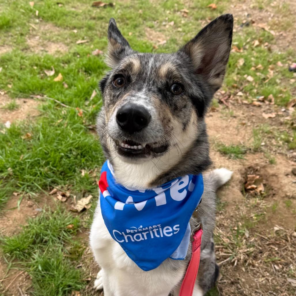 Ace, a Adoptable mixed breed in San Jacinto, CA image 1/6