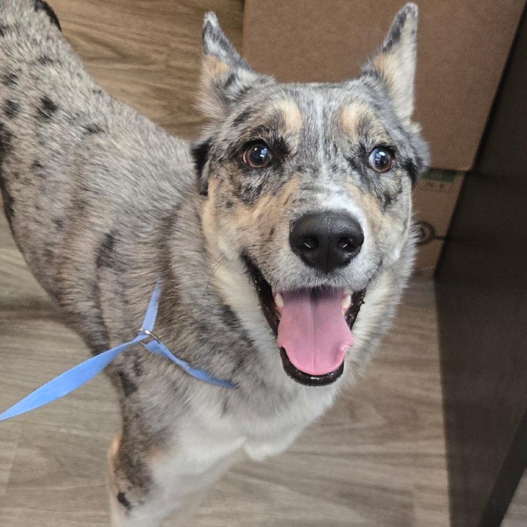 Ace, Adoptable, Adult Male Border Collie & Siberian Husky.