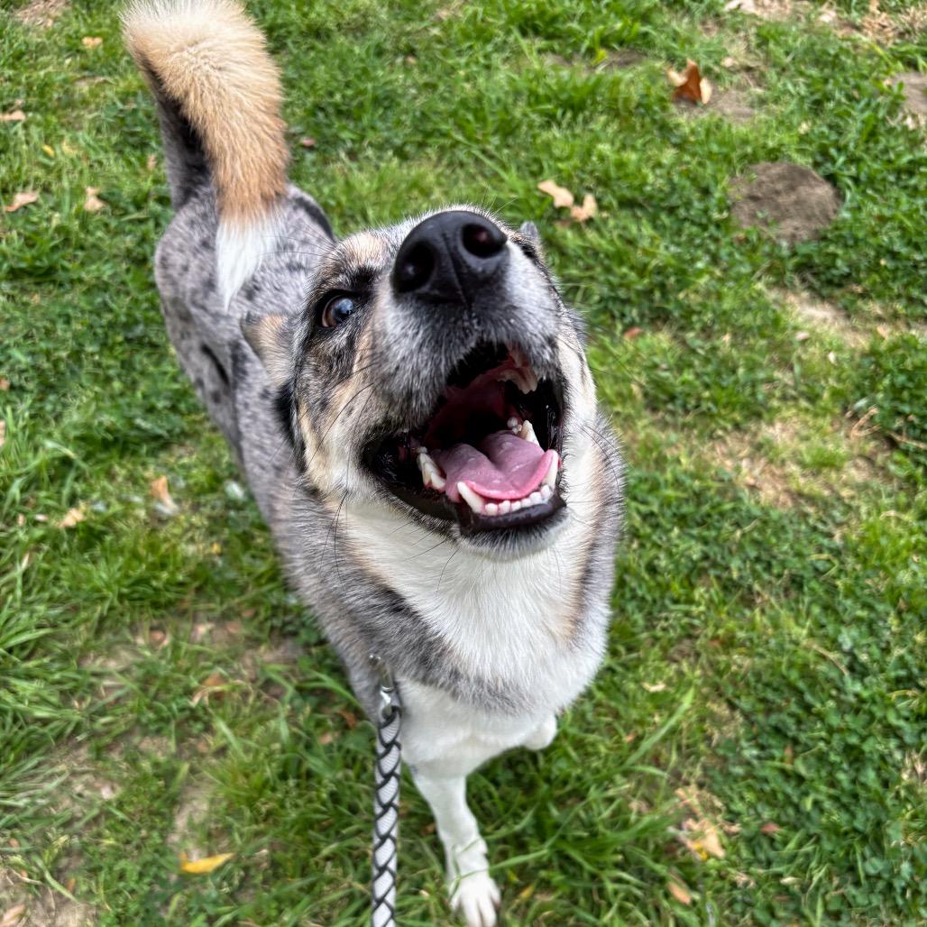 Enlarge Ace, a Adoptable mixed breed in San Jacinto, CA image 2/6