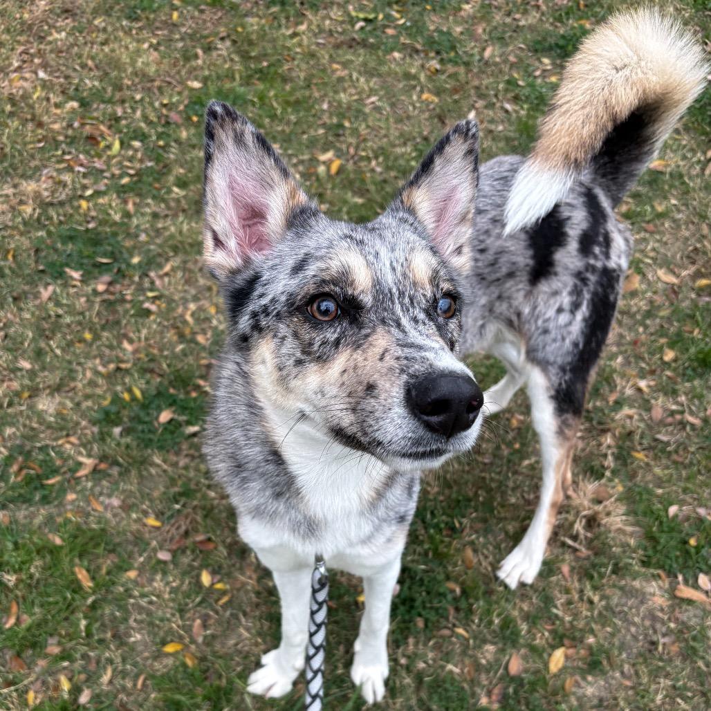 Enlarge Ace, a Adoptable mixed breed in San Jacinto, CA image 3/6