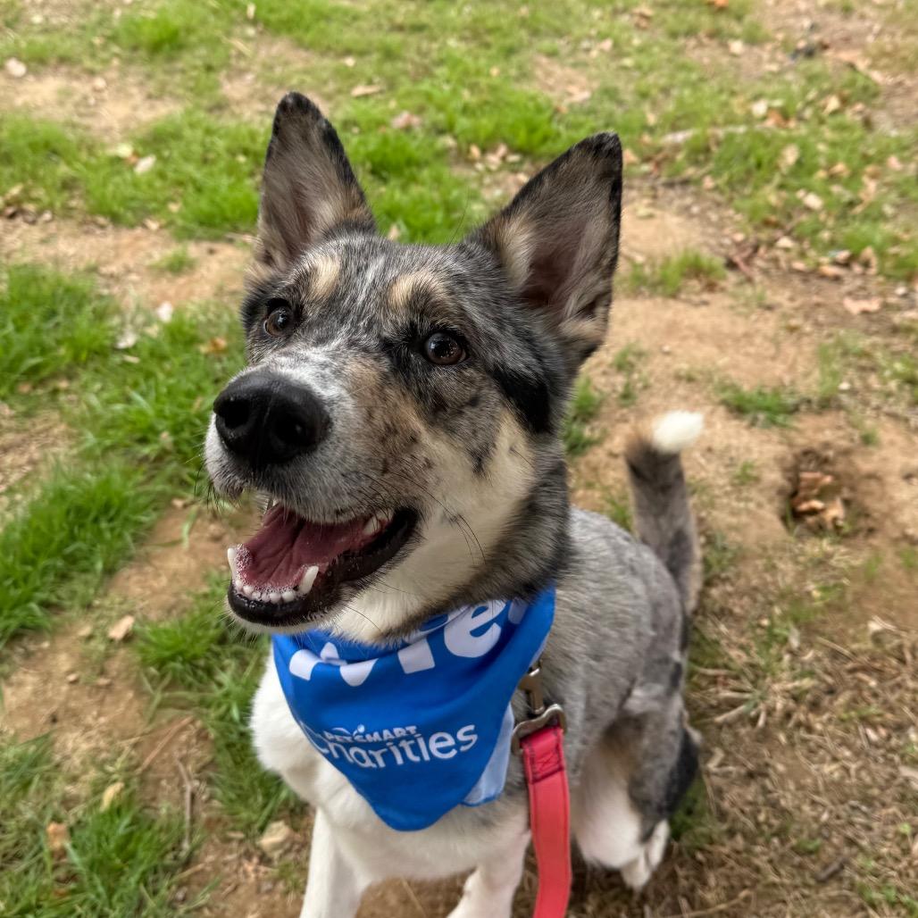 Enlarge Ace, a Adoptable mixed breed in San Jacinto, CA image 4/6