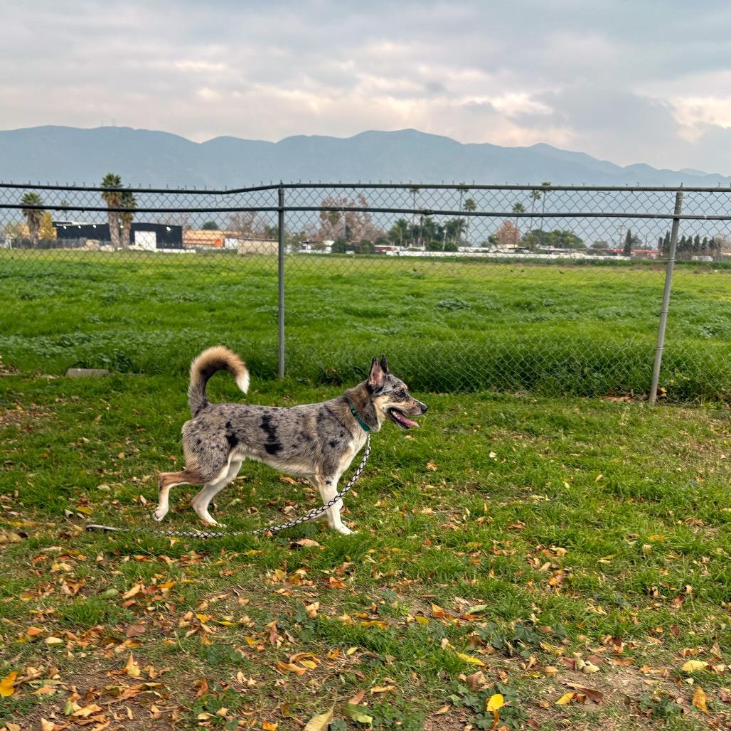 Enlarge Ace, a Adoptable mixed breed in San Jacinto, CA image 4/6