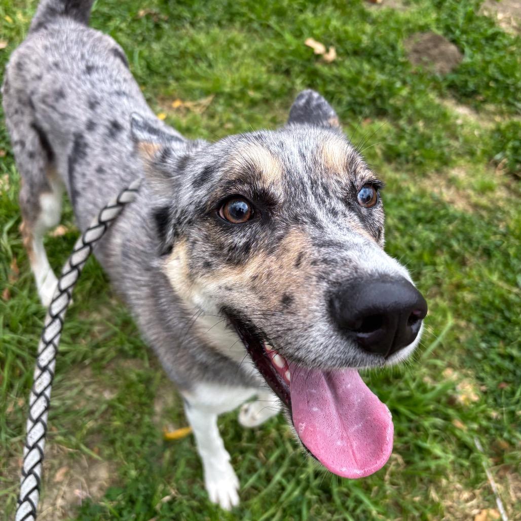 Enlarge Ace, a Adoptable mixed breed in San Jacinto, CA image 5/6