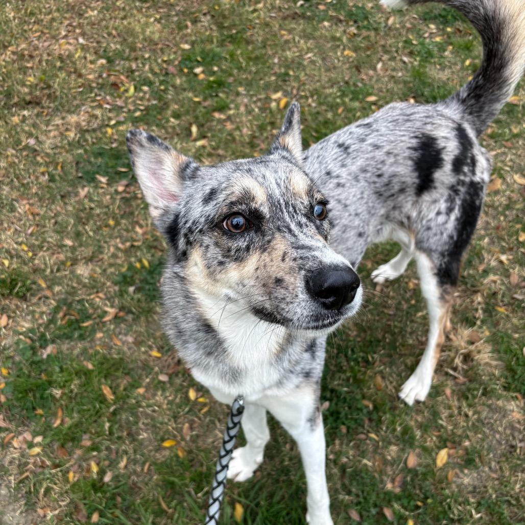 Enlarge Ace, a Adoptable mixed breed in San Jacinto, CA image 6/6