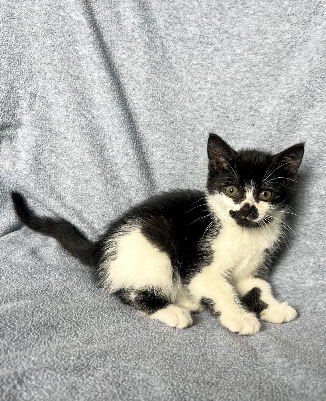 Bonnie, Adoptable, Kitten Female Domestic Short Hair.