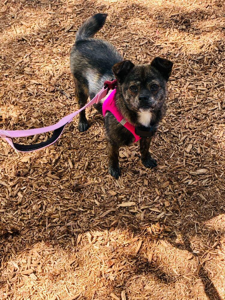 Choi, a Adoptable Jindo in Long Island City, NY image 1/6