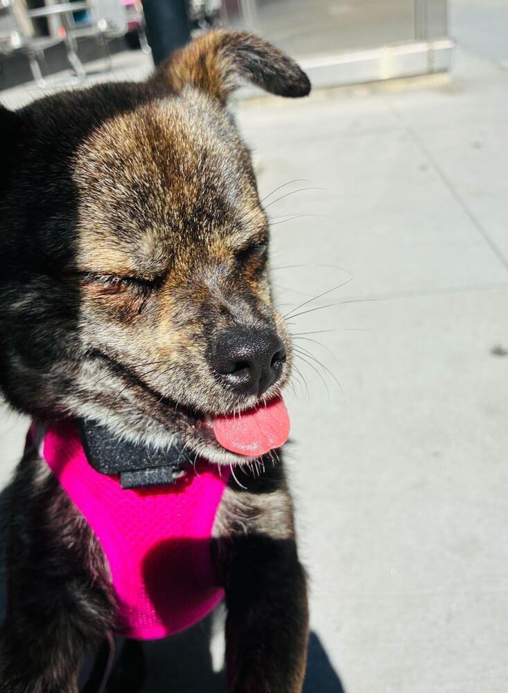 Choi, a Adoptable Jindo in Long Island City, NY image 2/6