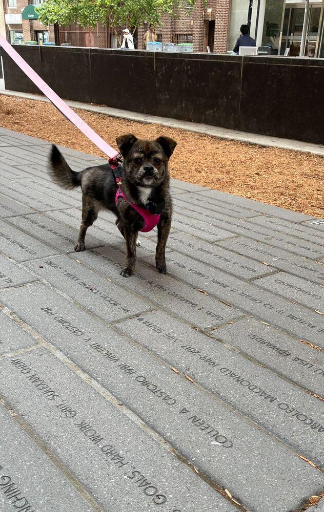 Choi, a Adoptable Jindo in Long Island City, NY image 3/6