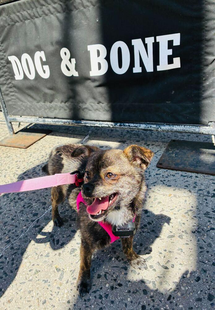 Choi, a Adoptable Jindo in Long Island City, NY image 4/6