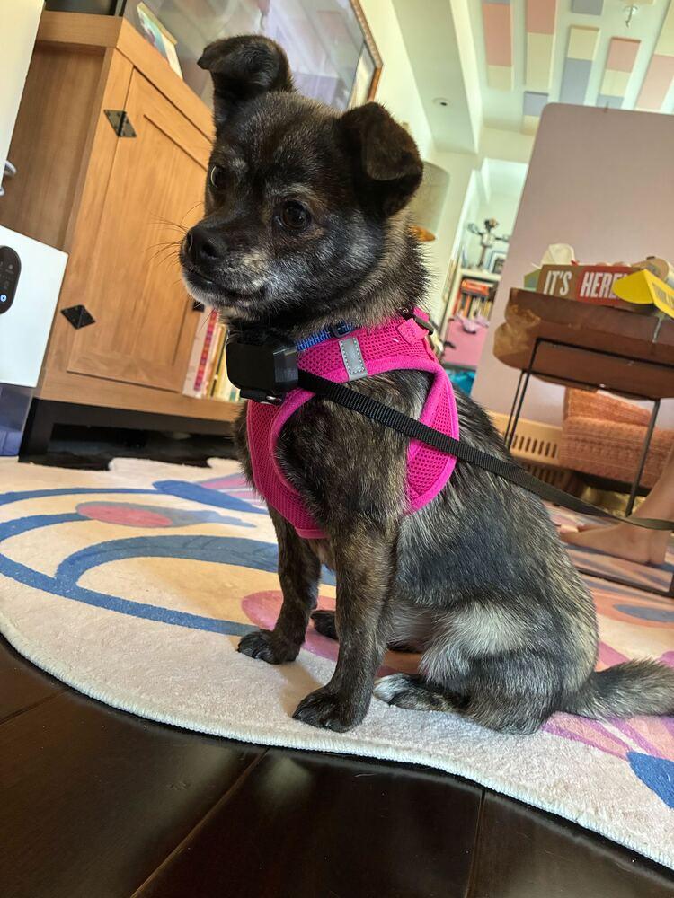 Choi, a Adoptable Jindo in Long Island City, NY image 5/6