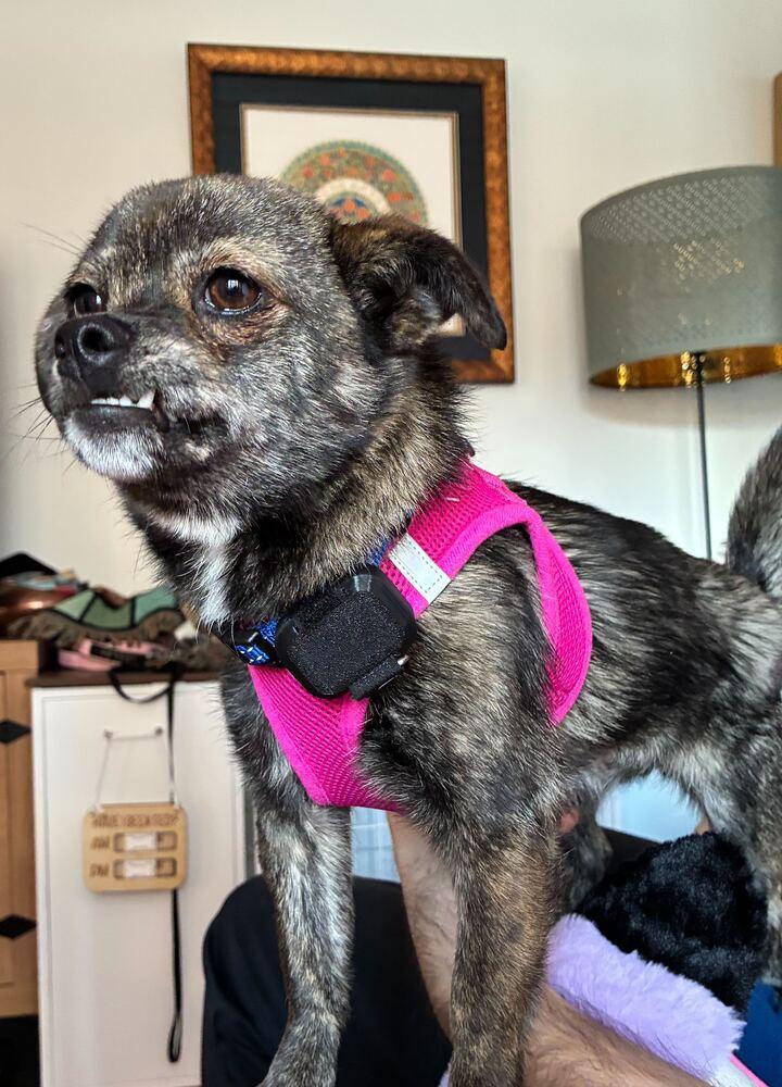 Choi, a Adoptable Jindo in Long Island City, NY image 6/6