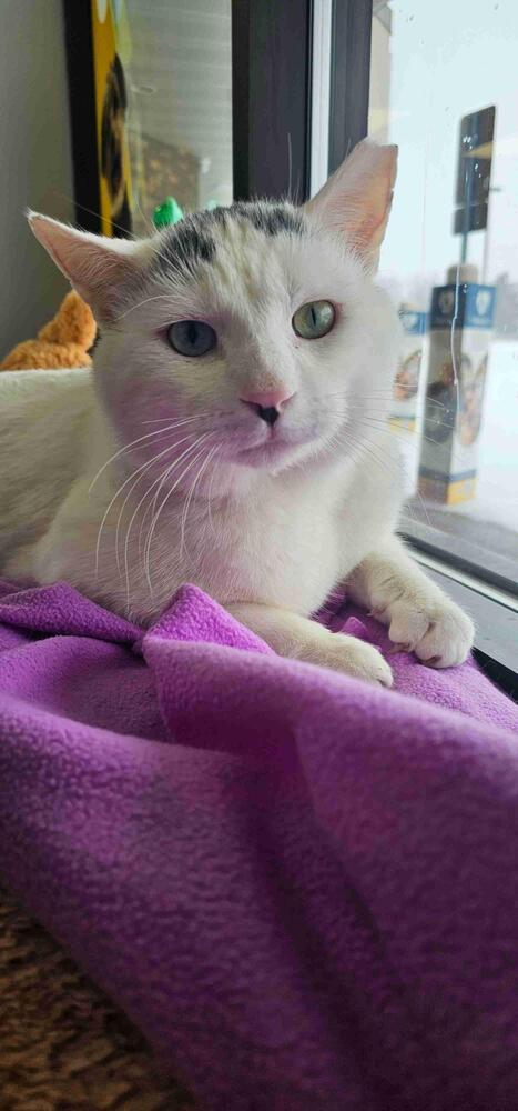 Snowman, Adoptable, Adult Male Domestic Short Hair.