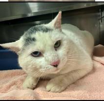 Enlarge Snowman, a Adoptable Domestic Short Hair in Plymouth, MN image 1/6