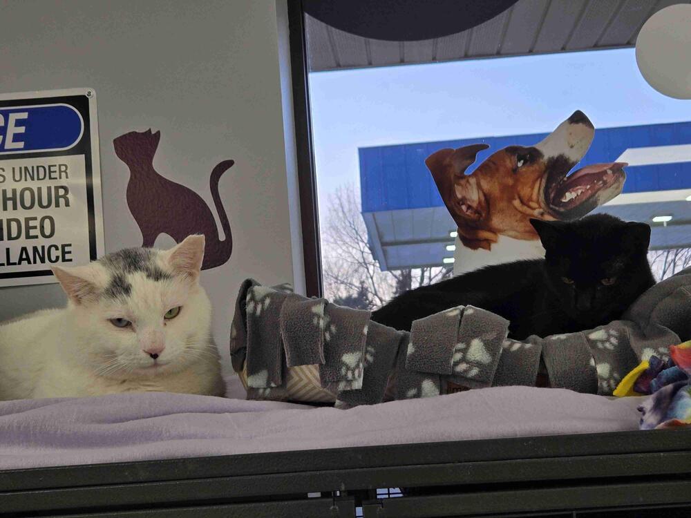 Enlarge Snowman, a Adoptable Domestic Short Hair in Plymouth, MN image 2/6