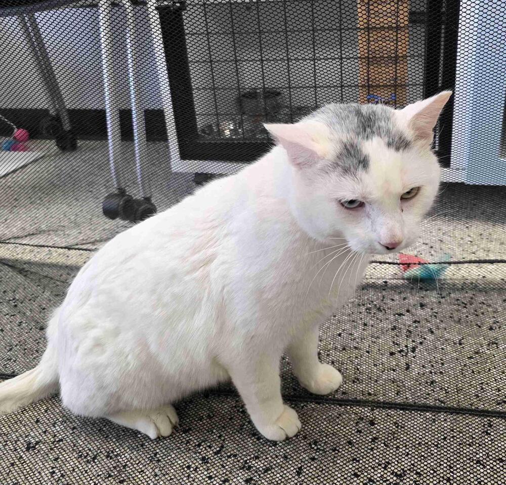 Enlarge Snowman, a Adoptable Domestic Short Hair in Plymouth, MN image 5/6
