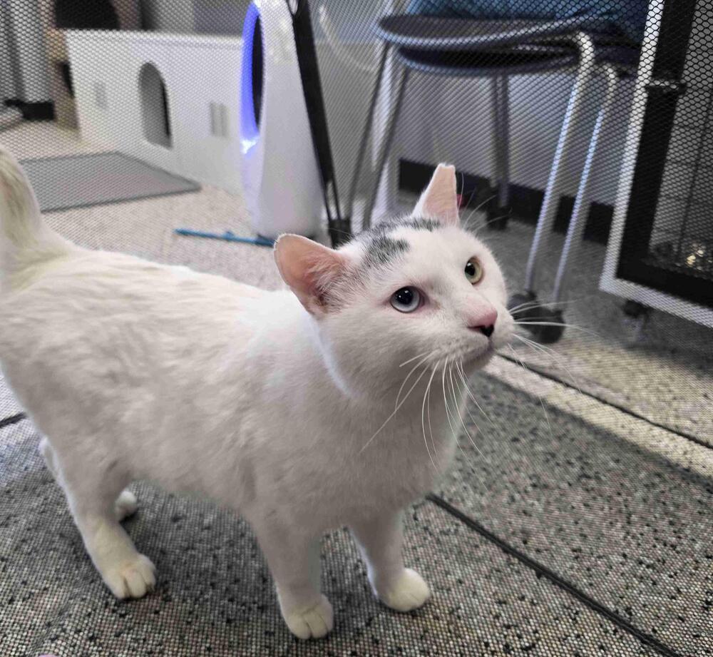 Enlarge Snowman, a Adoptable Domestic Short Hair in Plymouth, MN image 6/6