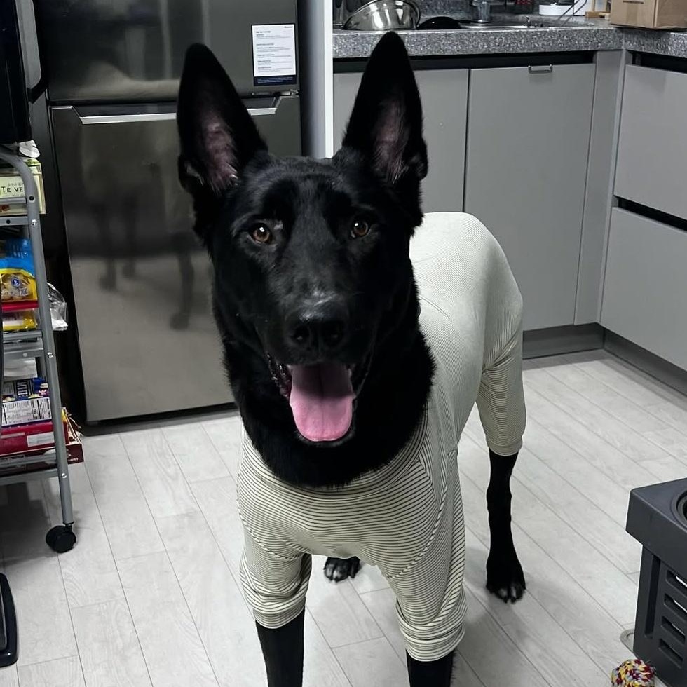 Sultang, Adoptable, Adult Male Belgian Shepherd / Malinois.