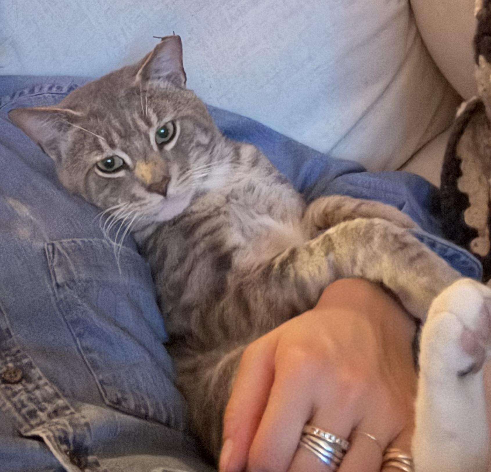Little John, ADOPTABLE, Adult Male Domestic Short Hair.