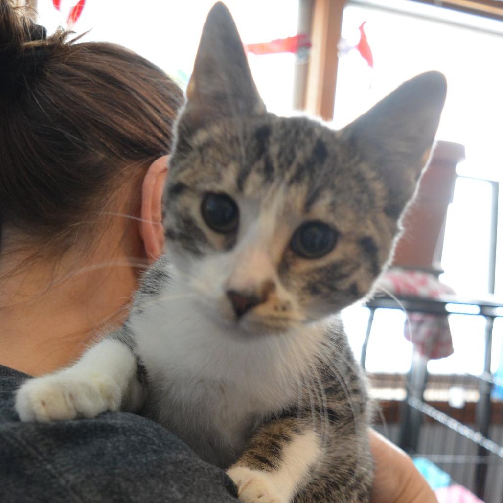Freckles, Adoptable, Kitten Male American Shorthair.