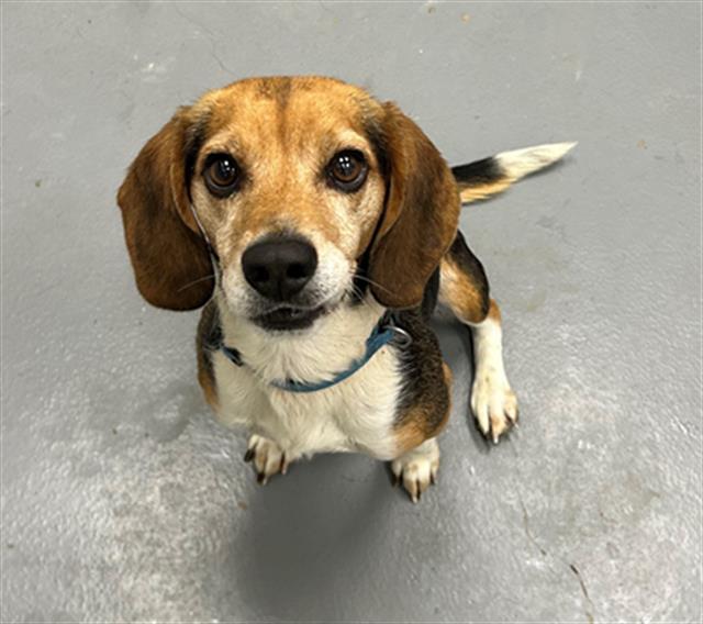 CHARLIE BROWN, Adoptable, Adult Male Beagle.