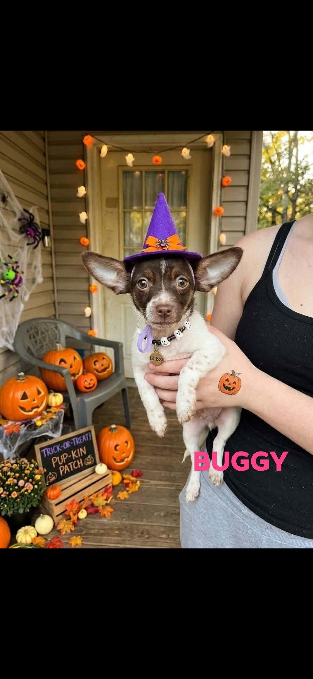 Sally,Oogie,Buggy, Adopted, Puppy Female Chihuahua.
