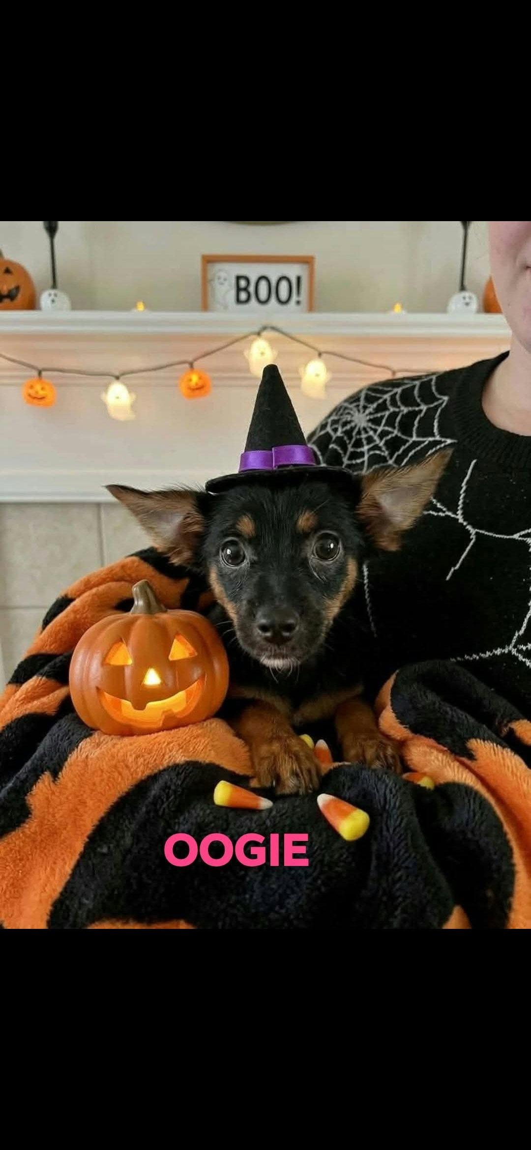 Enlarge Sally,Oogie,Buggy, a Adopted Chihuahua in Brooksville, FL image 2/3