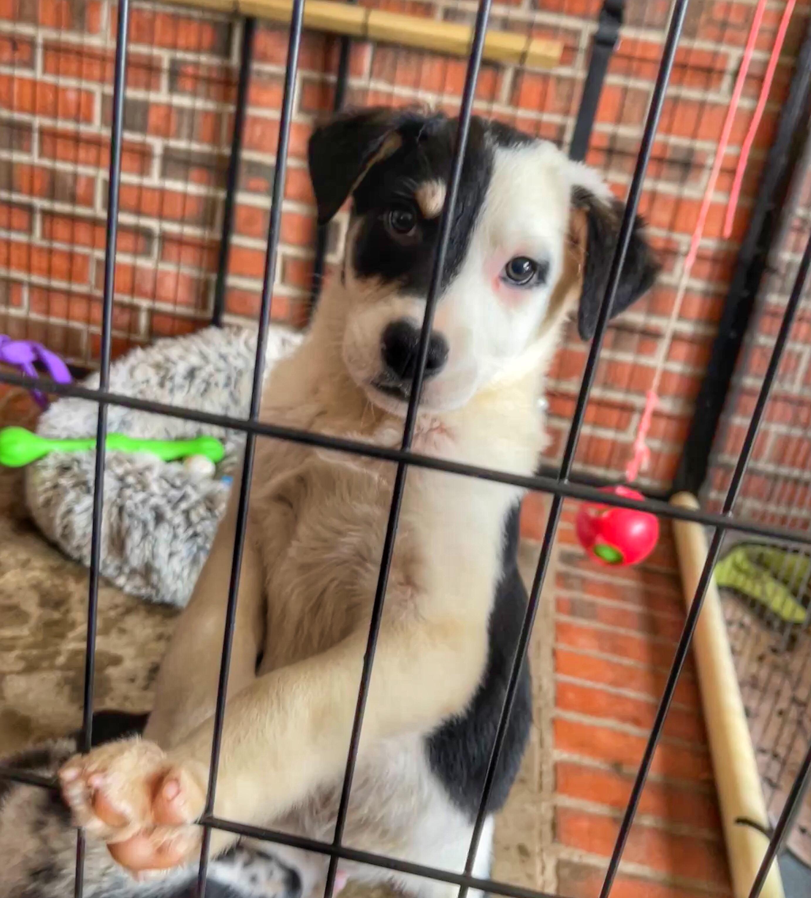 Wink, a ADOPTABLE mixed breed in Watsontown, PA image 3/3