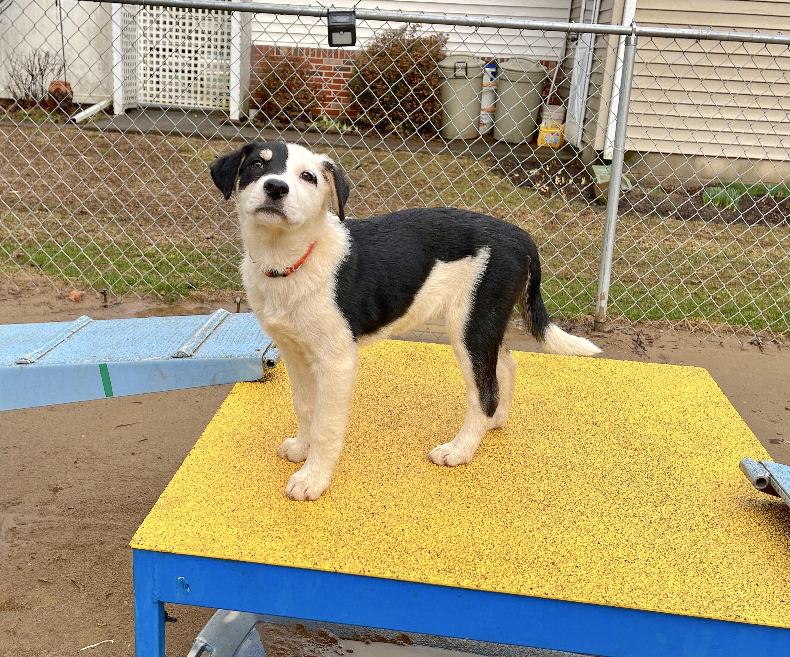 Wink, a ADOPTABLE mixed breed in Watsontown, PA image 2/3