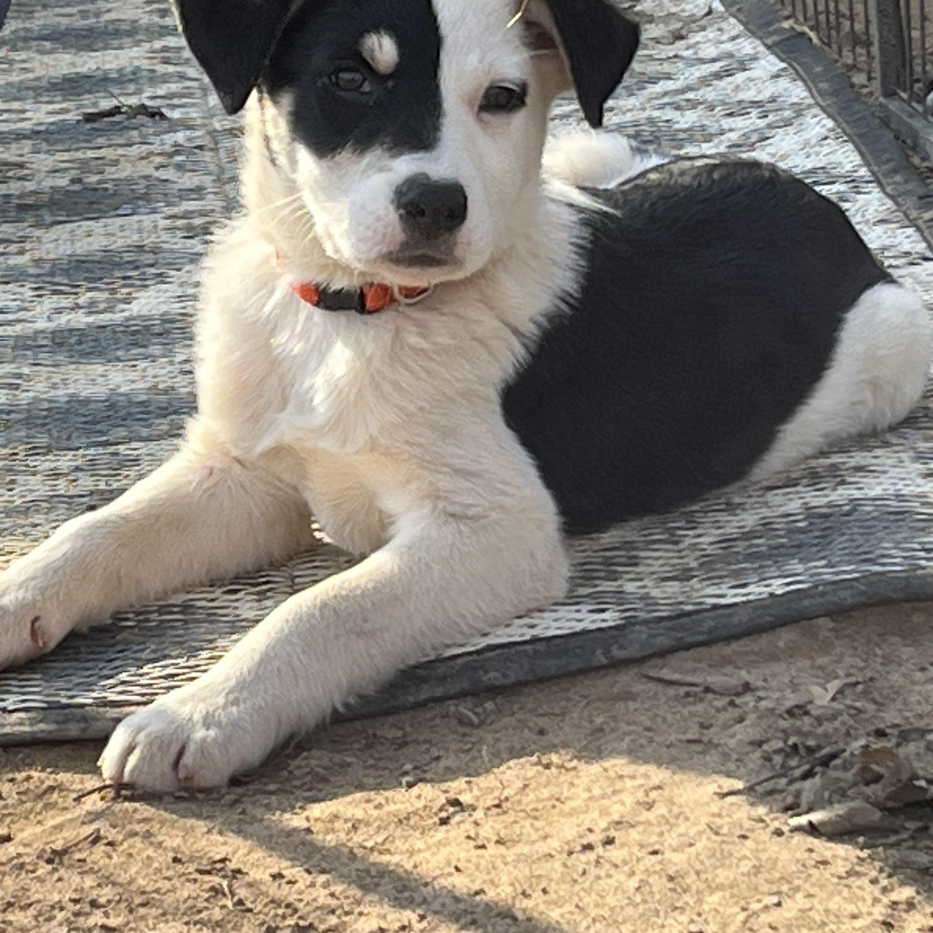 Wink, ADOPTABLE, Young Male Australian Cattle Dog / Blue Heeler.