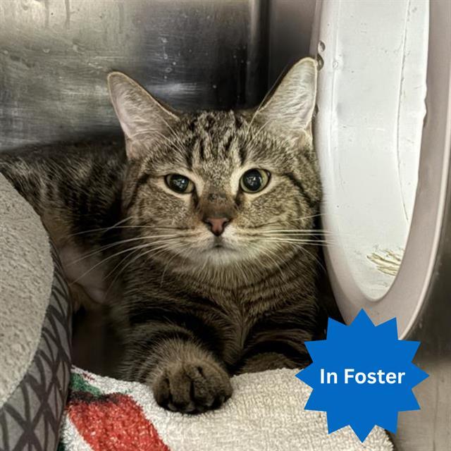 CRYSTAL, Adoptable, Young Female Domestic Short Hair.