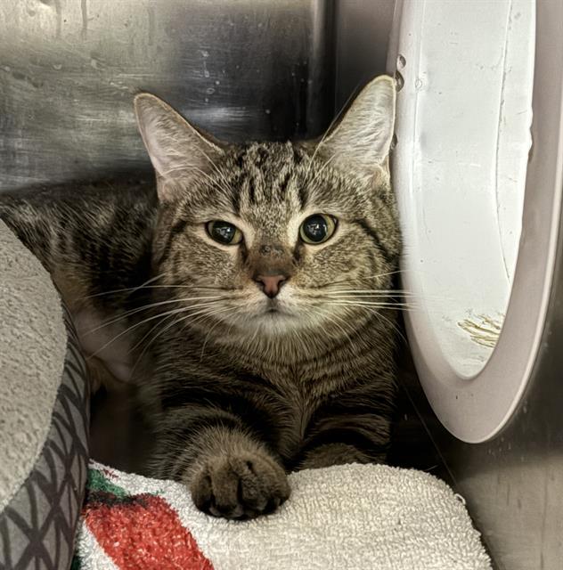 CRYSTAL, Adoptable, Young Female Domestic Short Hair.