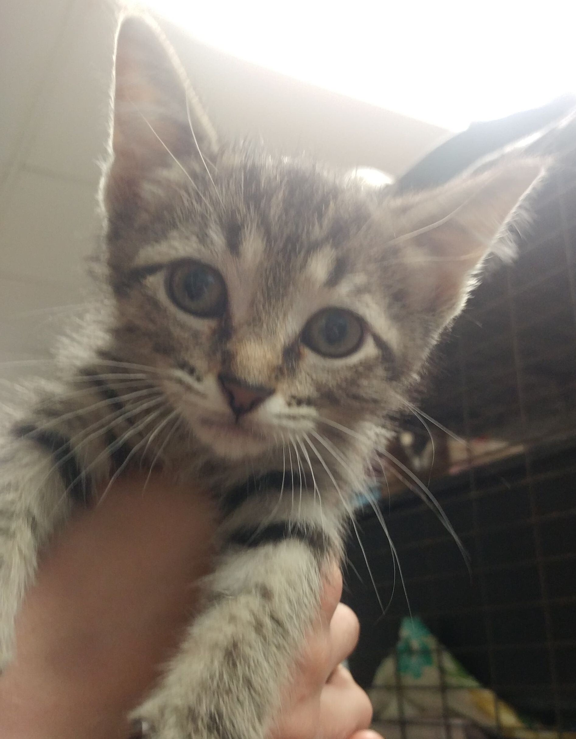 Daphne, a Adoptable mixed breed in Robinson, IL image 1/2