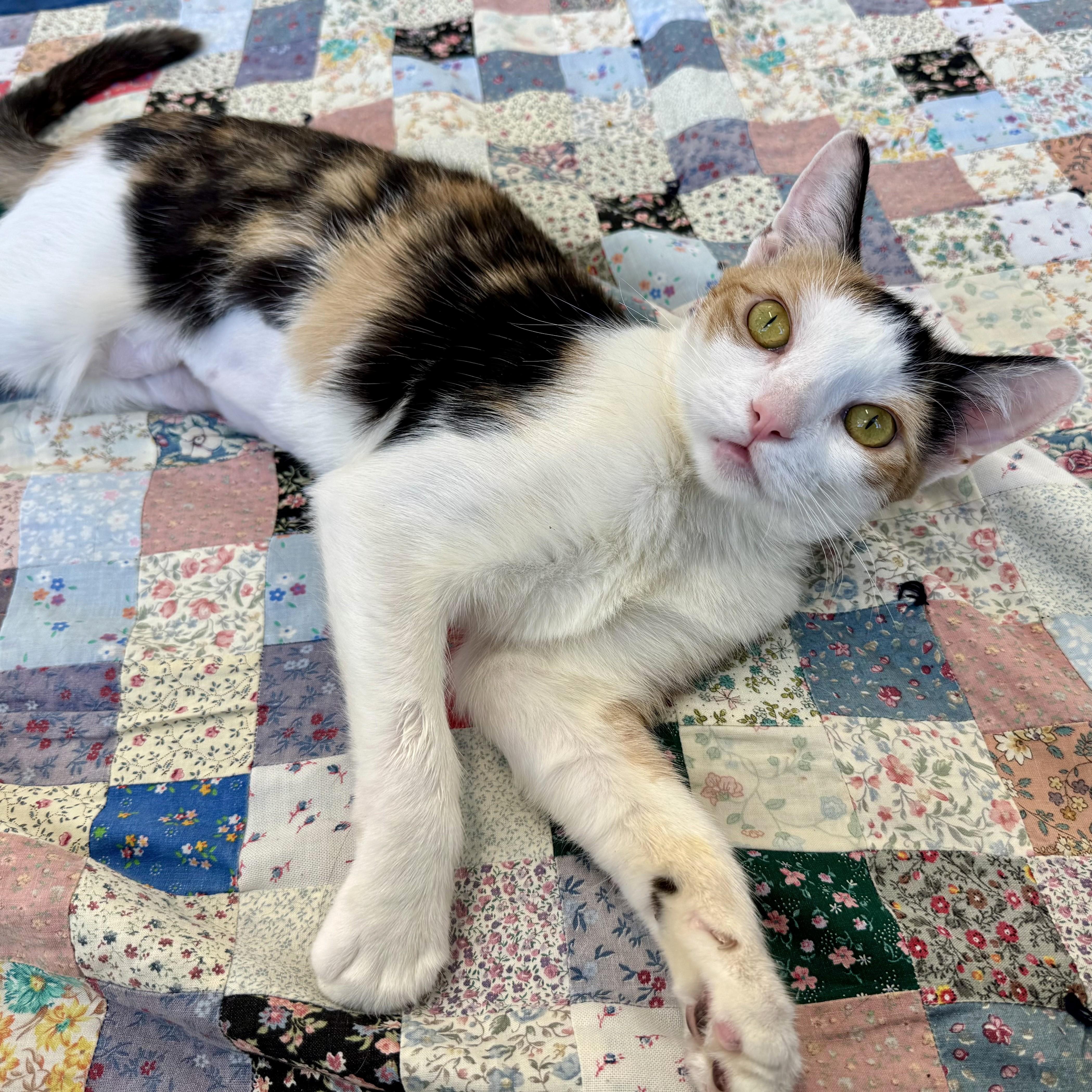 Enlarge Trinket, an adopted Calico in Eatontown, NJ image 3/6