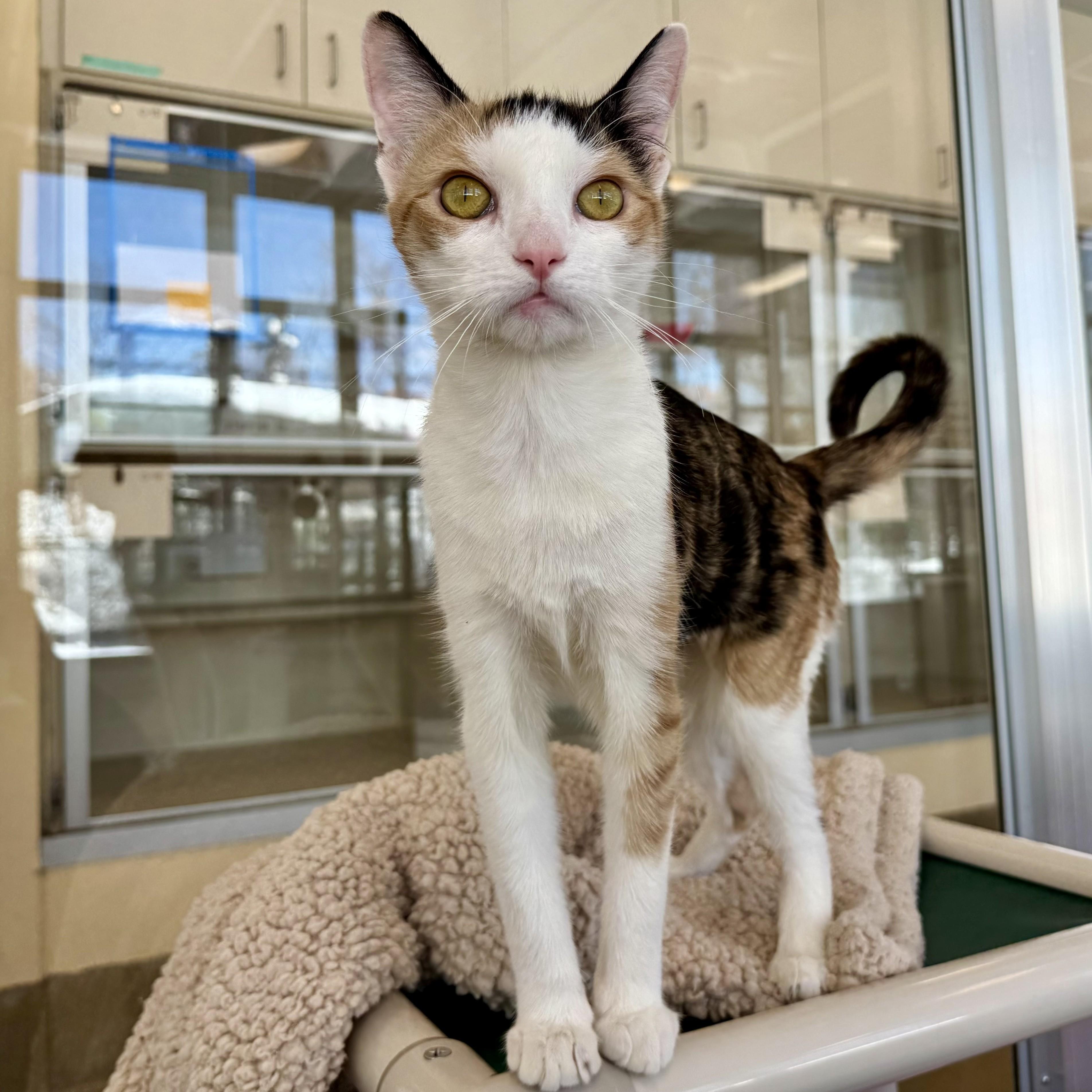 Enlarge Trinket, an adopted Calico in Eatontown, NJ image 4/6