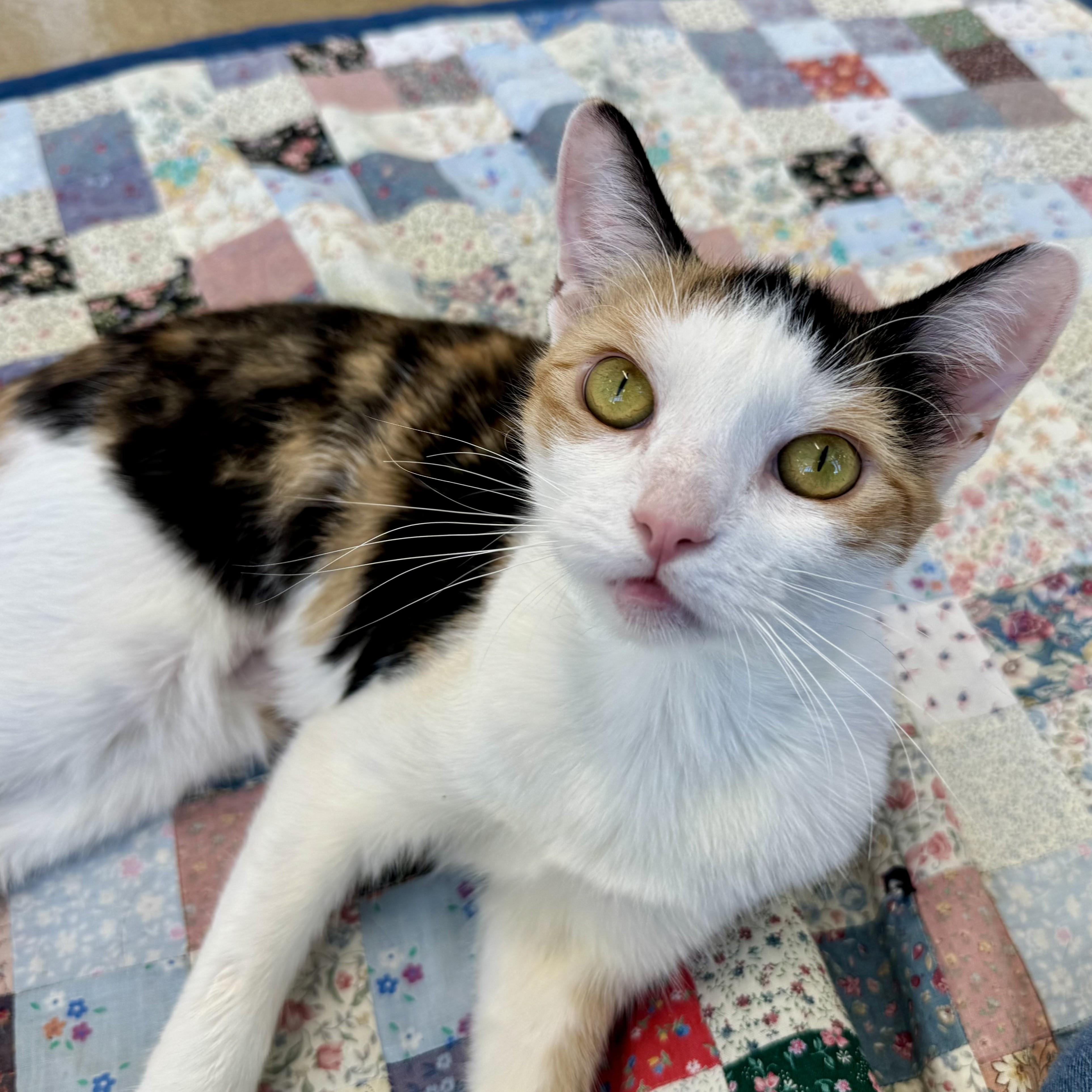 Enlarge Trinket, an adopted Calico in Eatontown, NJ image 5/6