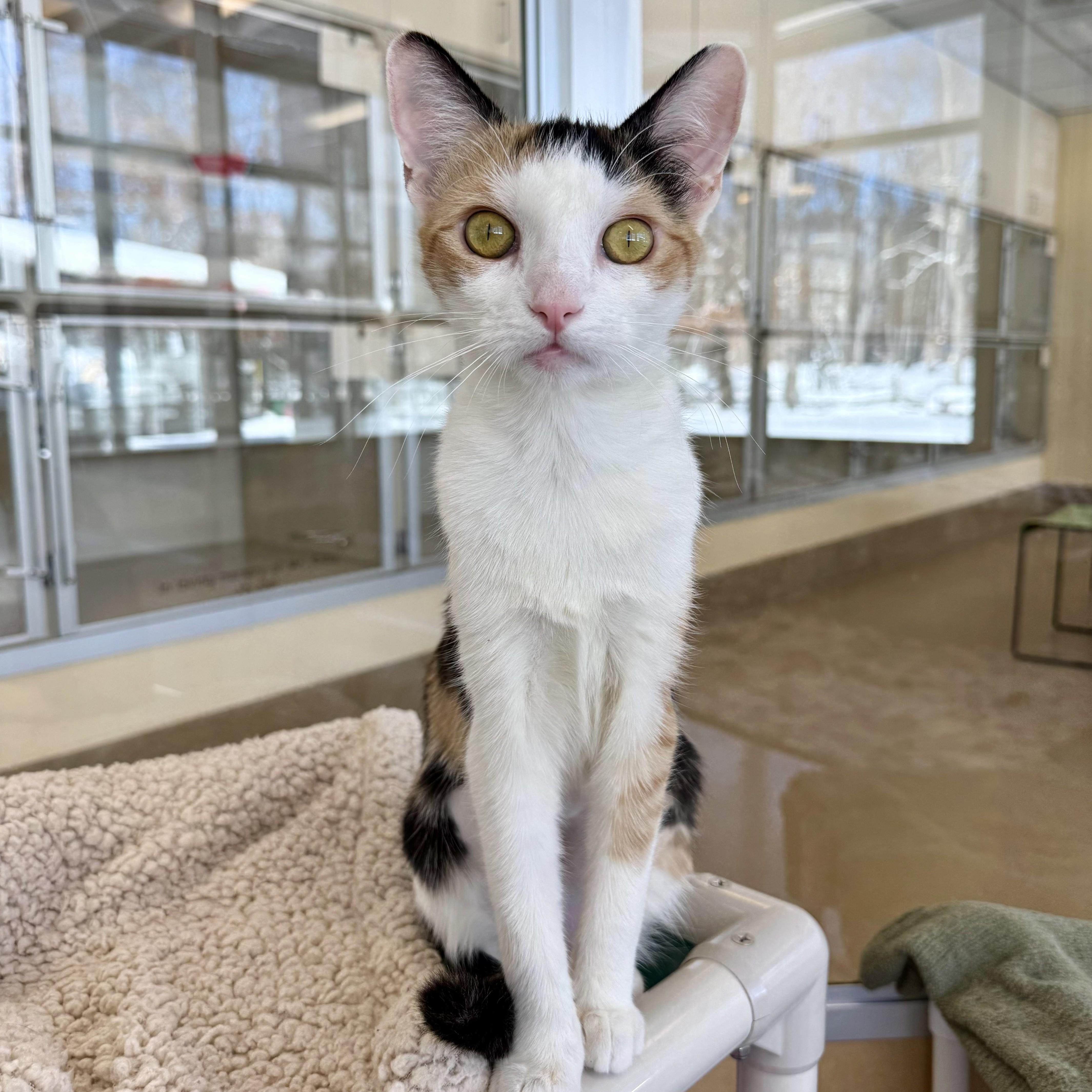 Enlarge Trinket, an adopted Calico in Eatontown, NJ image 1/6