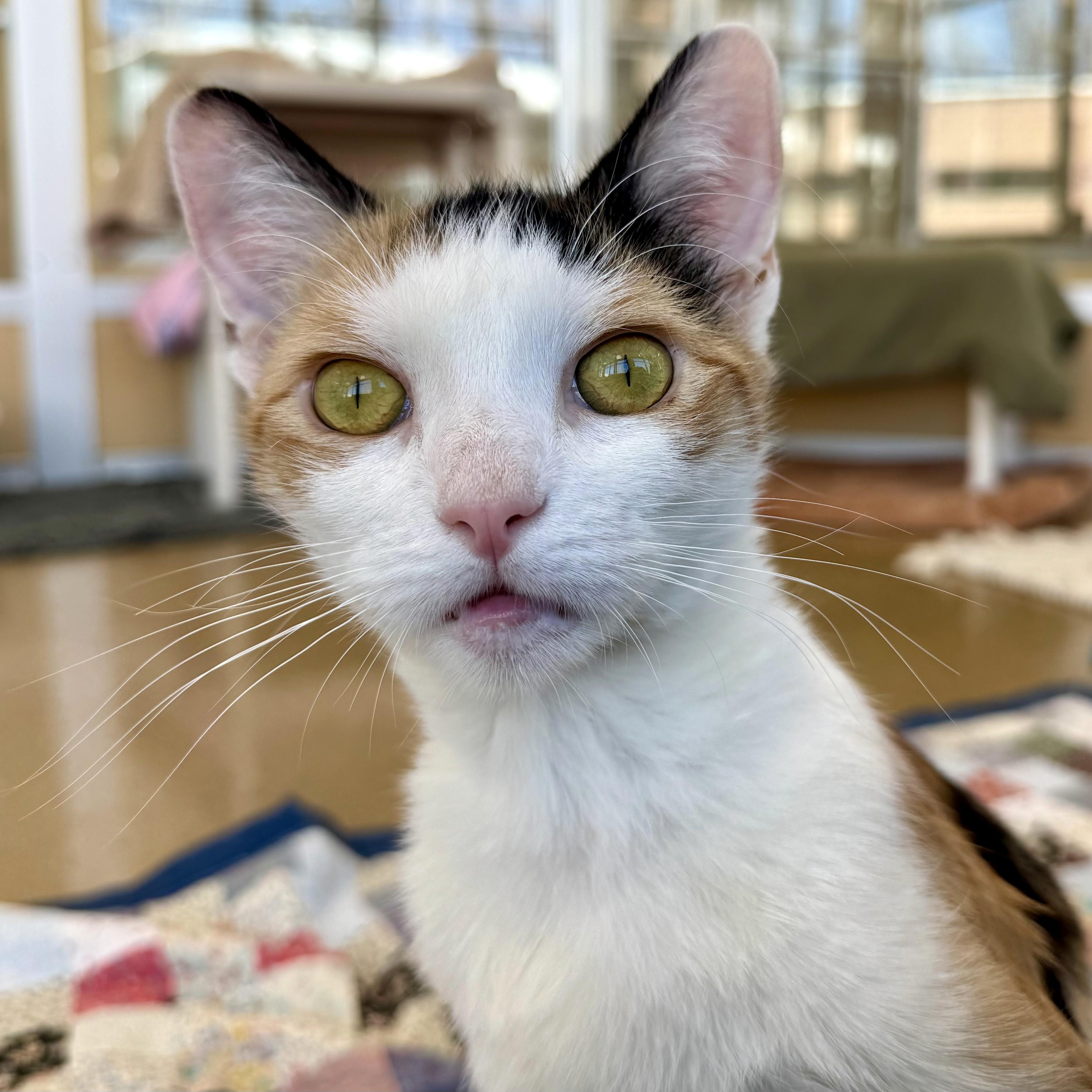 Enlarge Trinket, an adopted Calico in Eatontown, NJ image 6/6