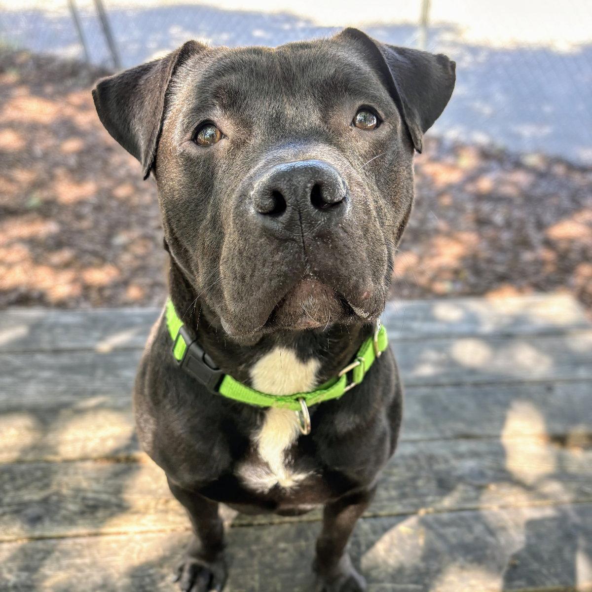 Enlarge Potter, a Adoptable Pit Bull Terrier in Oakland, CA image 1/3